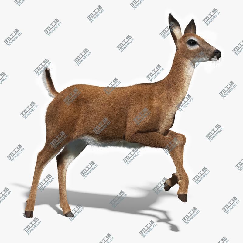 images/goods_img/20210114/White Tailed Doe(FUR)(ANIMATED)/1.jpg